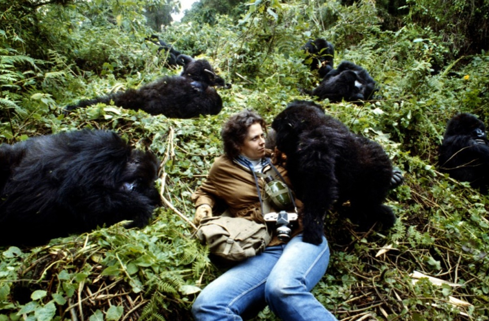 Gorillas in the Mist : The Story of Dian Fossey (1989, Film, 2h 08min - Gorillas In The Mist The Story Of Dian Fossey